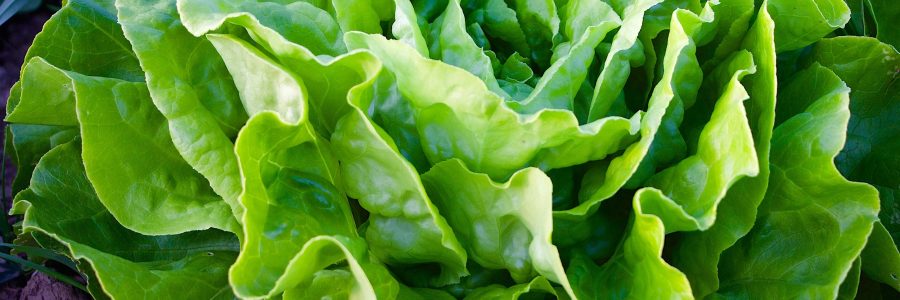 saladgreens-lettuce