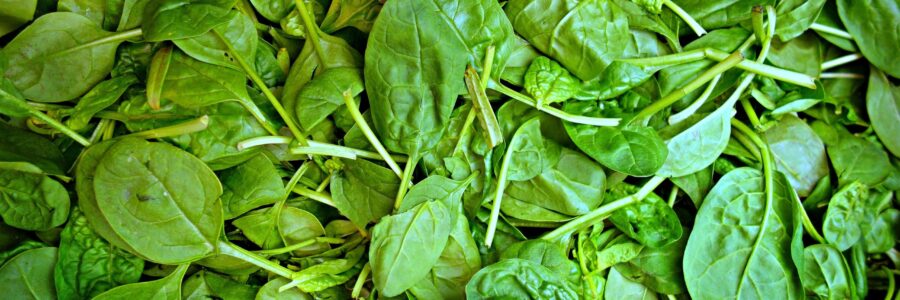 spinach spinach